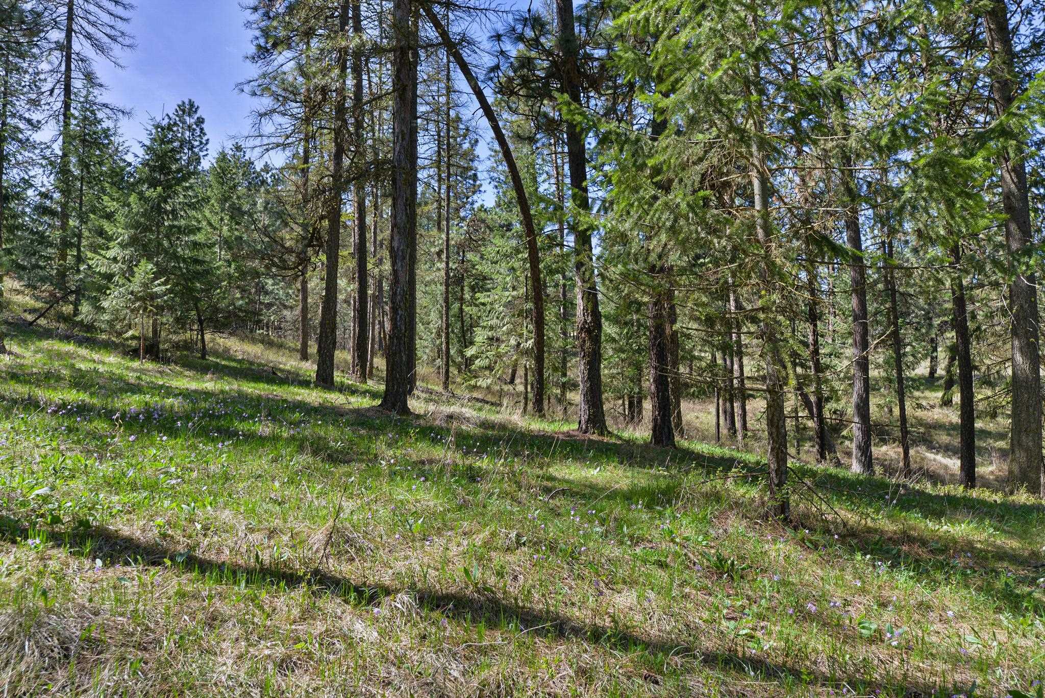84-xx West Jensen Road Cheney, WA 99004 - Photo 5 of 11