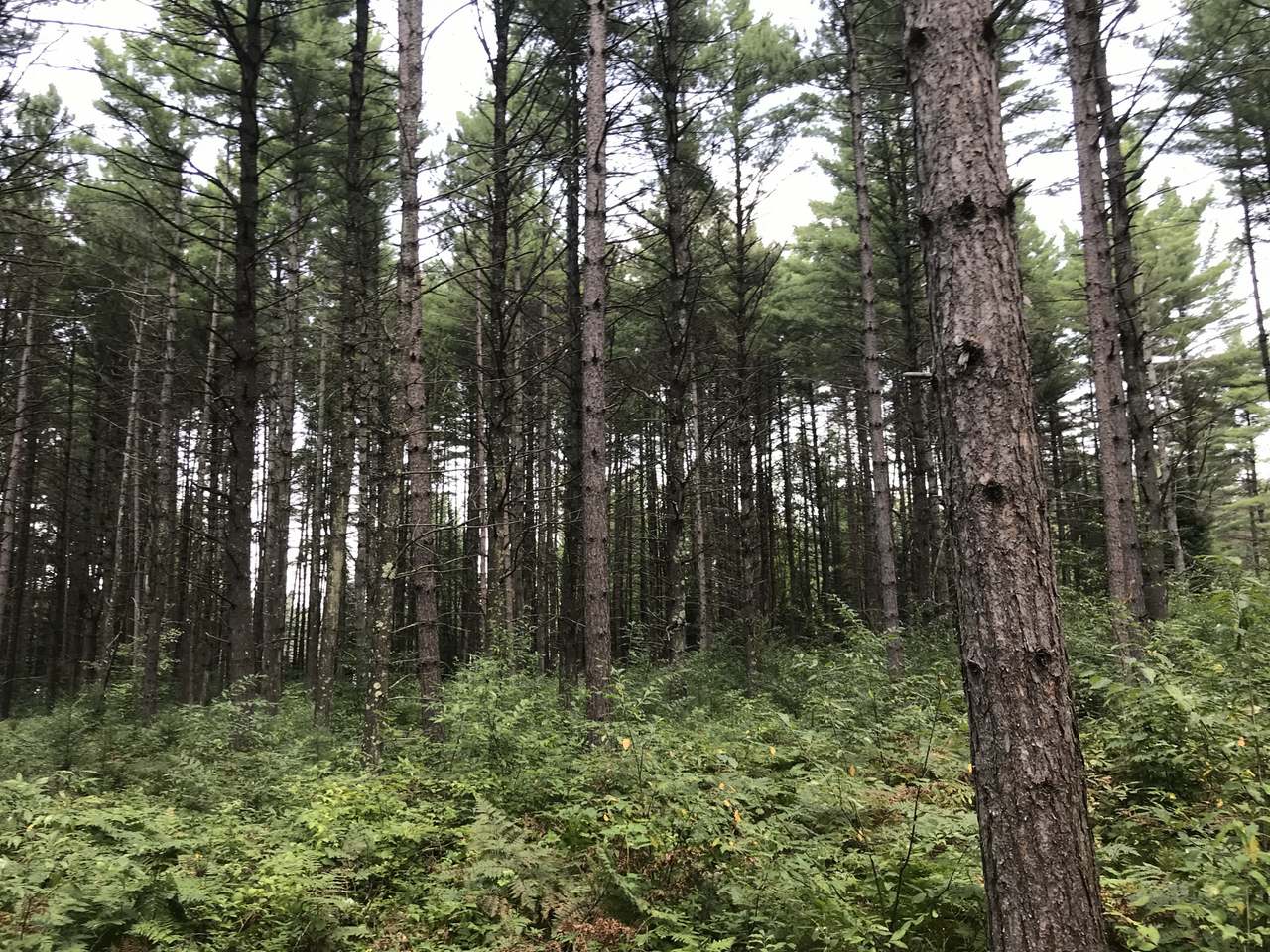 Lot 6 Sunny Point Road Tomahawk, WI 54487 - Photo 2 of 9 Gallery Image 2