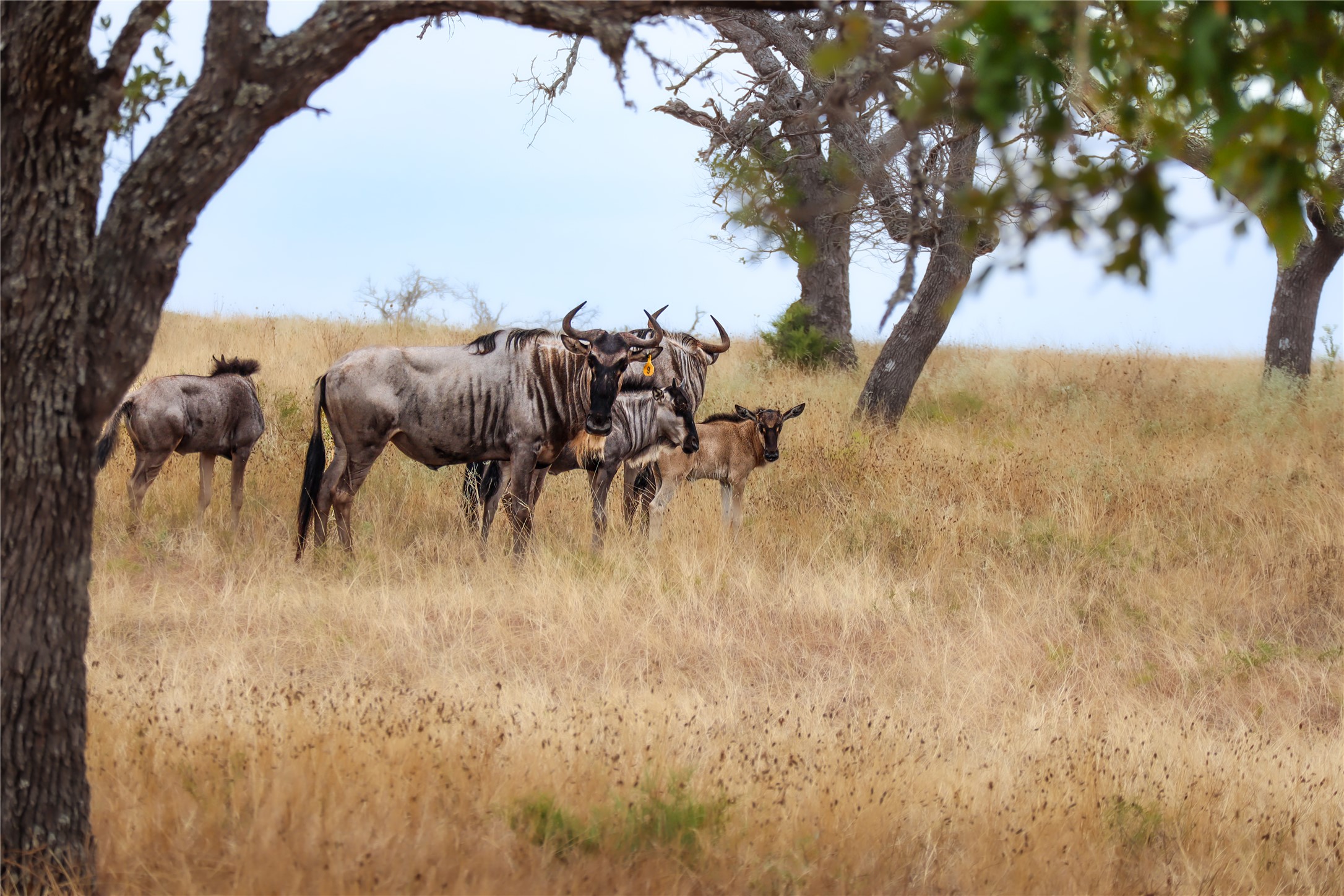 170 Goose Landing, Unit 10 57ACRES Harper, TX 78631 - Photo 32 of 40 a view of outdoor space with seating