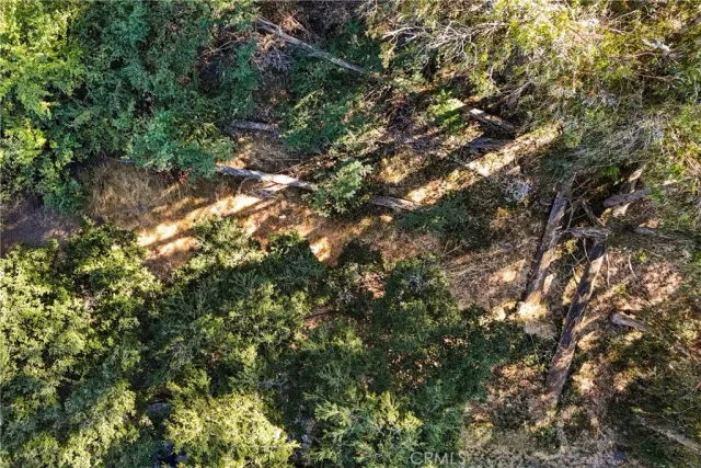 a view of a tree in a yard