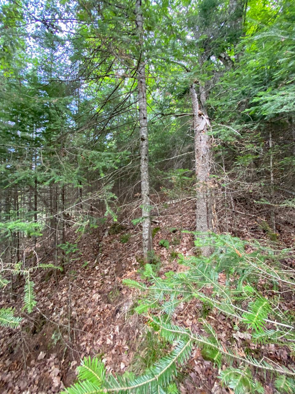 Lot 13 State Line Lake Road East Marenisco, MI 49947 - Photo 10 of 21 Gallery Image 10