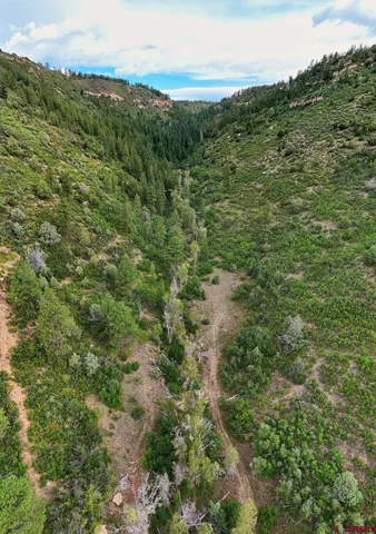 a view of a forest with an trees