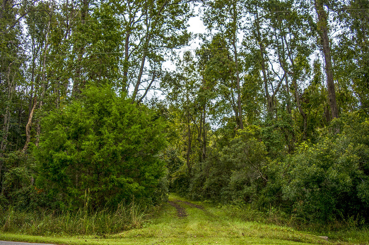 8477 Chisolm Plantation Road Edisto Island, SC 29438 - Photo 4 of 11 _DSC8368