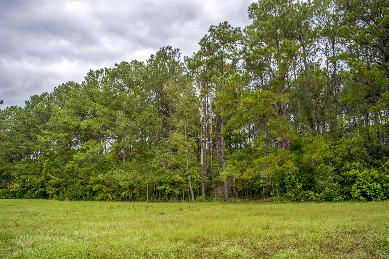 8477 Chisolm Plantation Road Edisto Island, SC 29438 - Photo 5 of 11 _DSC8364