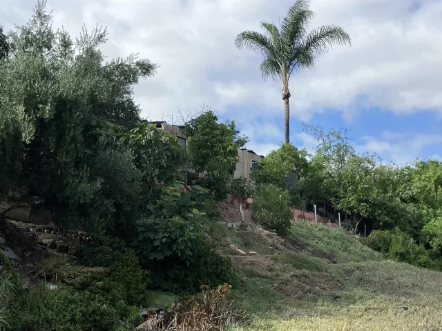 a view of a palm plant in front of a house
