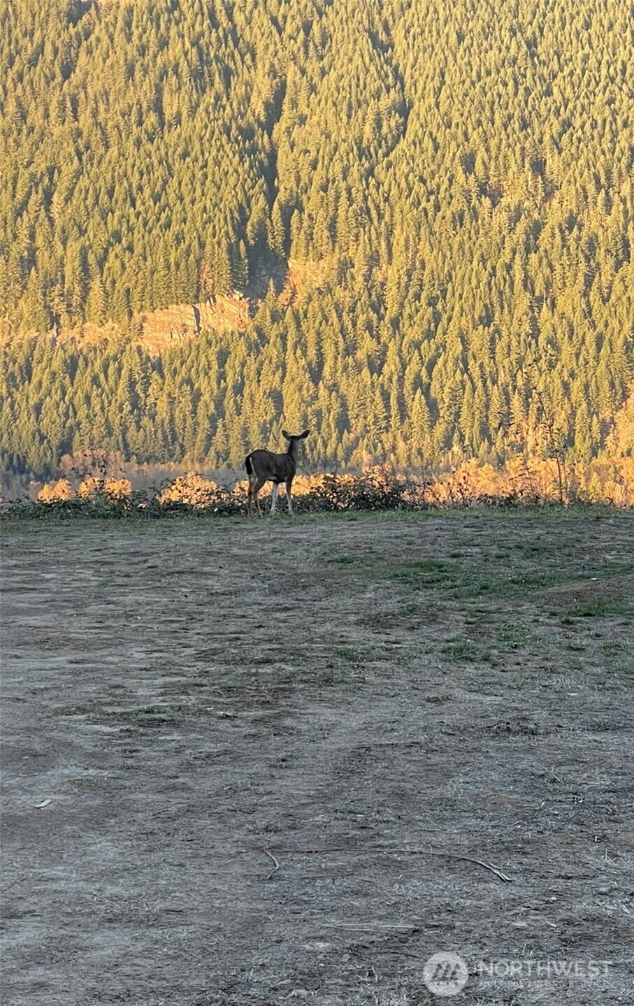 1102 Cline Road Randle, WA 98377 - Photo 11 of 22 a view of wooden floor