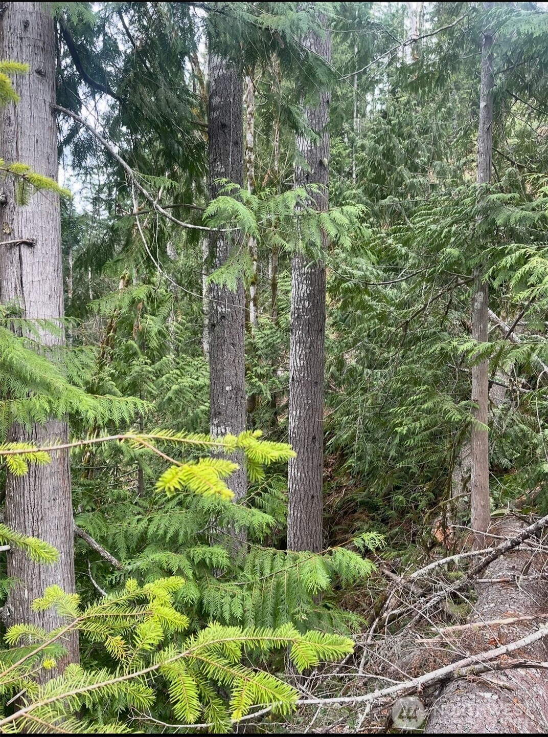 1102 Cline Road Randle, WA 98377 - Photo 8 of 22 a view of a garden with plants