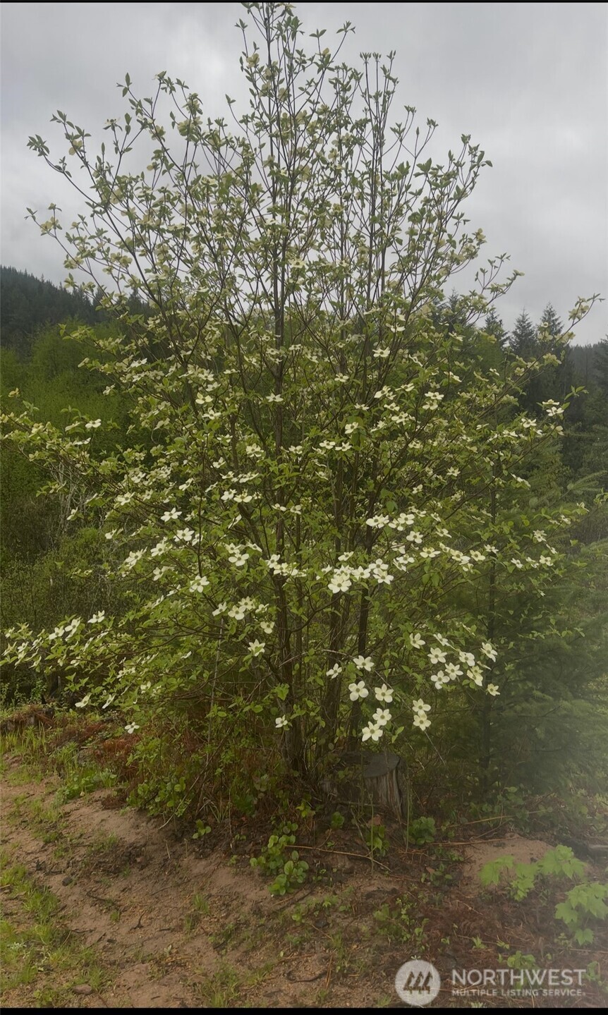 1102 Cline Road Randle, WA 98377 - Photo 9 of 22 a view of a lake view