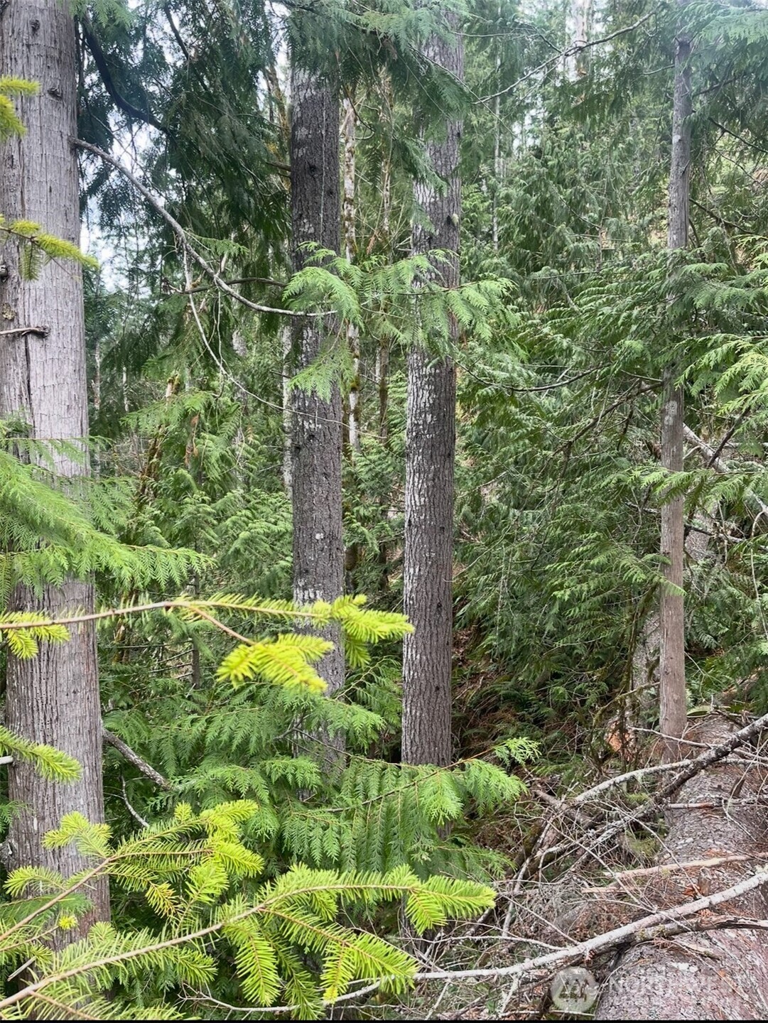 1102 Cline Road Randle, WA 98377 - Photo 10 of 22 a view of a garden with a tree