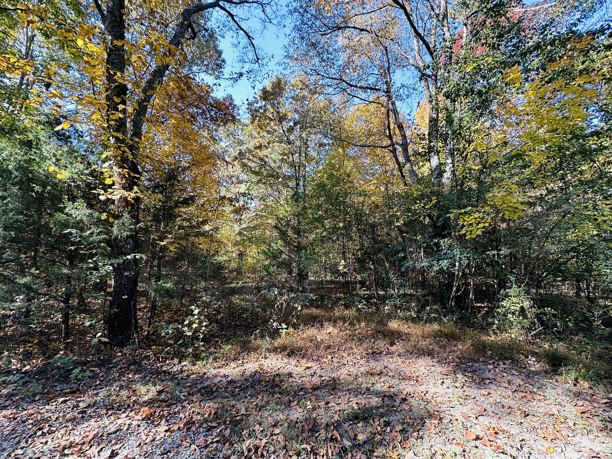 0 Wells Lee Road Flintville, TN 37335 - Photo 4 of 8 Gallery Image 4