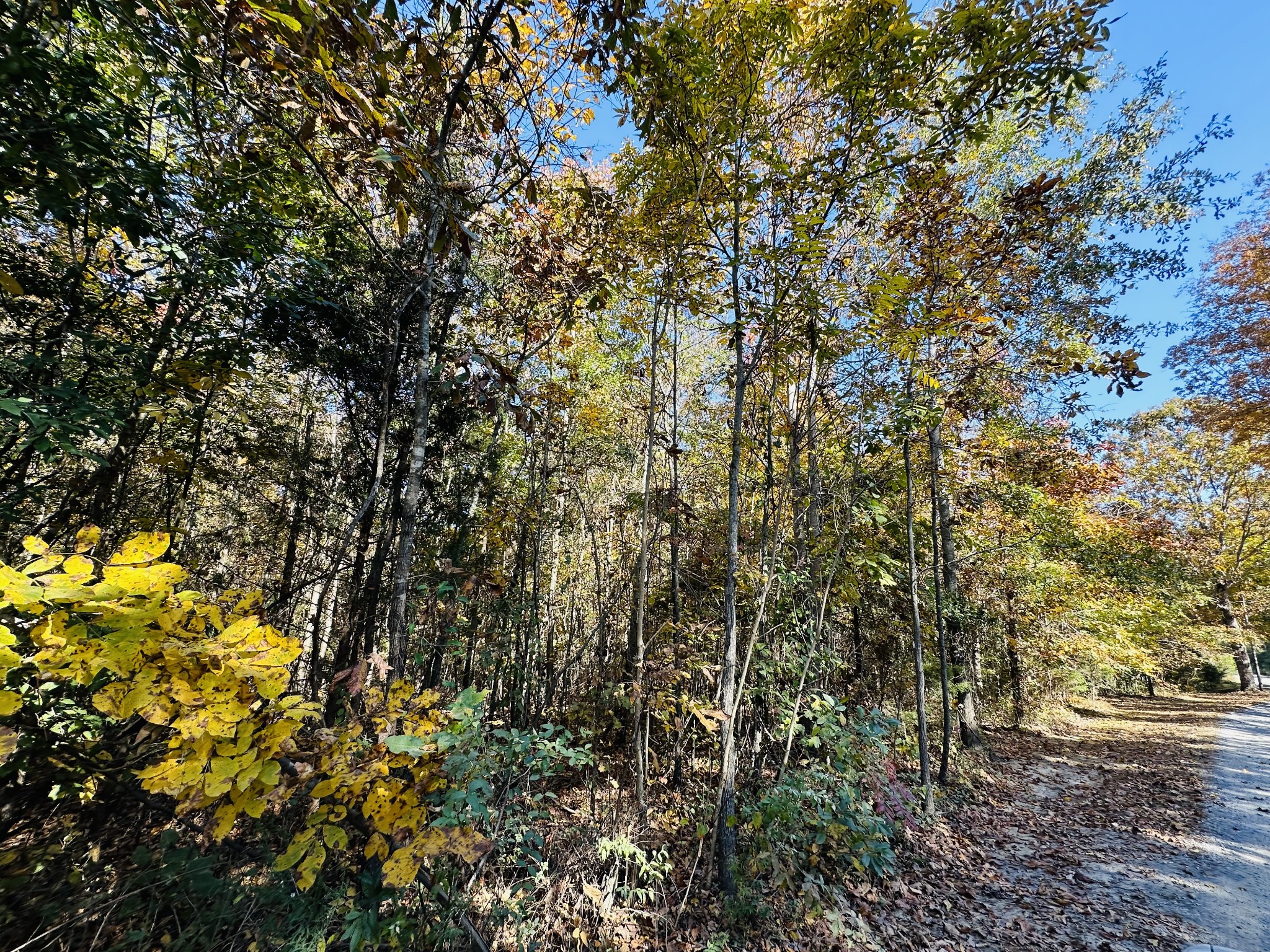 0 Wells Lee Road Flintville, TN 37335 - Photo 8 of 8 Gallery Image 8