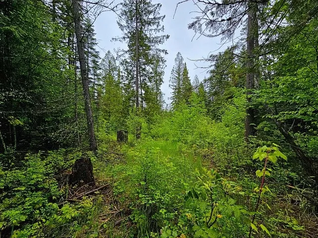 $99,900 | 1895 Tbd Blue Creek Road, Chewelah, WA 99109