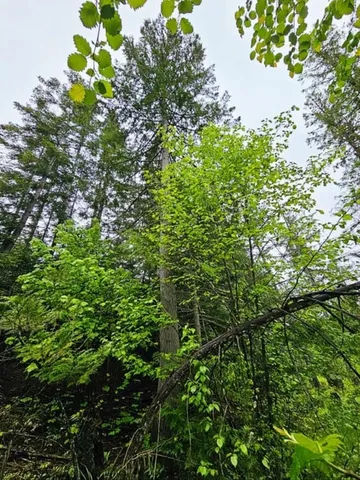 $99,900 | 1895 Tbd Blue Creek Road, Chewelah, WA 99109