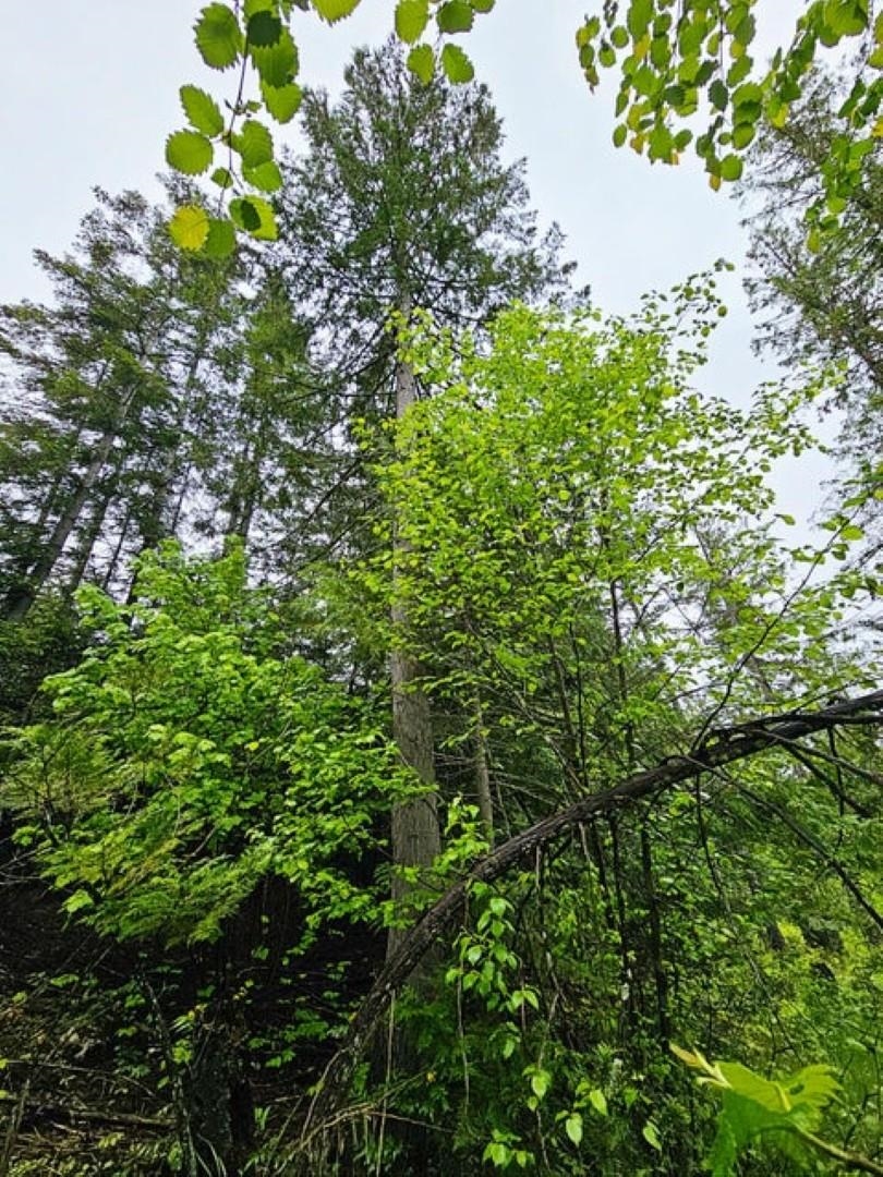 1895 Tbd Blue Creek Road Chewelah, WA 99109 - Photo 16 of 17