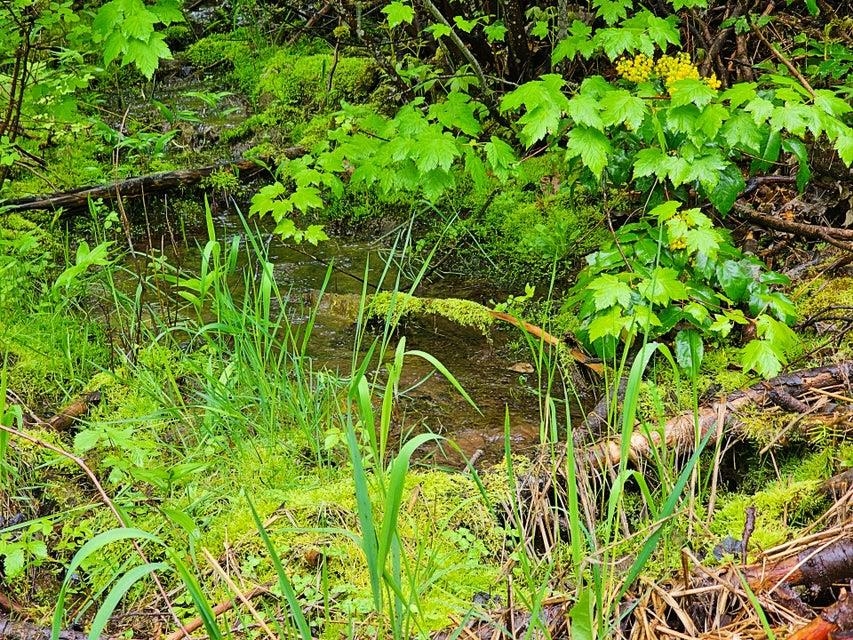 1895 Tbd Blue Creek Road Chewelah, WA 99109 - Photo 2 of 17