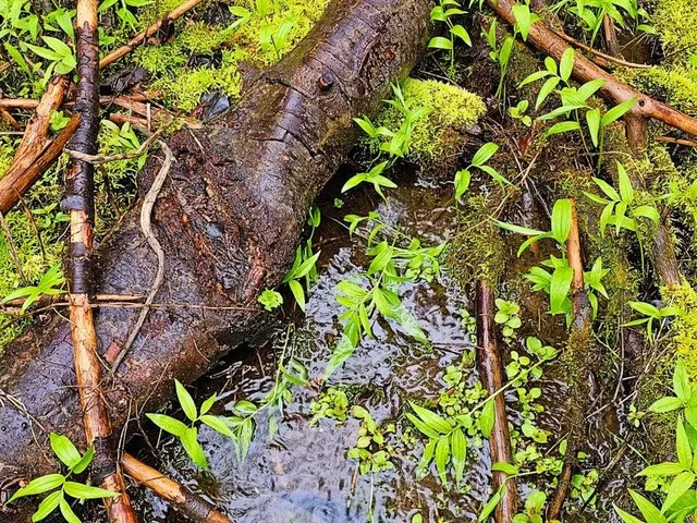 $99,900 | 1895 Tbd Blue Creek Road, Chewelah, WA 99109