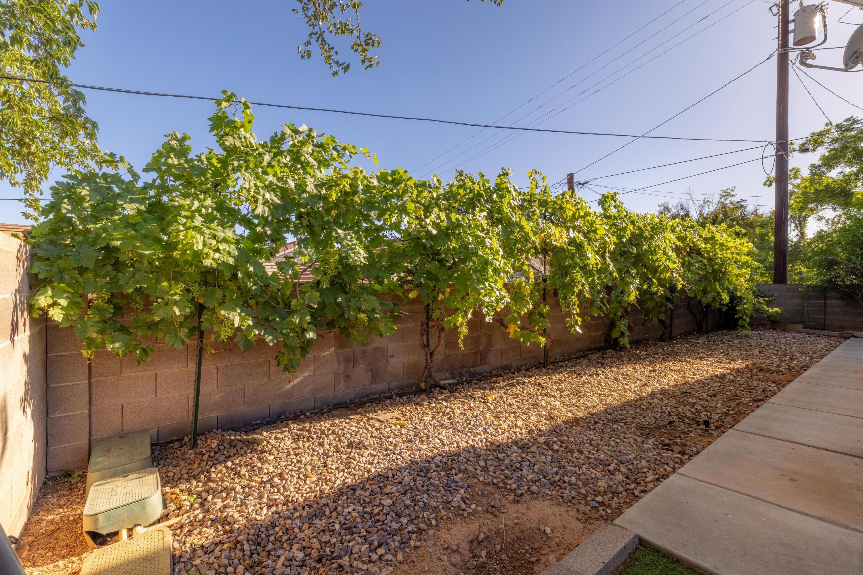 554 East 200 South, Unit 10 St. George, UT 84770 - Photo 20 of 21 South End of home with mature grapevines