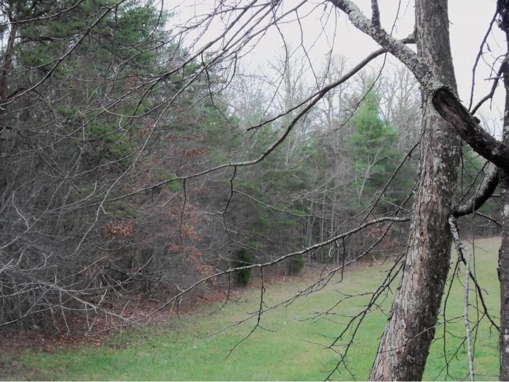 -tbd Anest Road Afton, TN 37616 - Photo 6 of 7 Photo 6