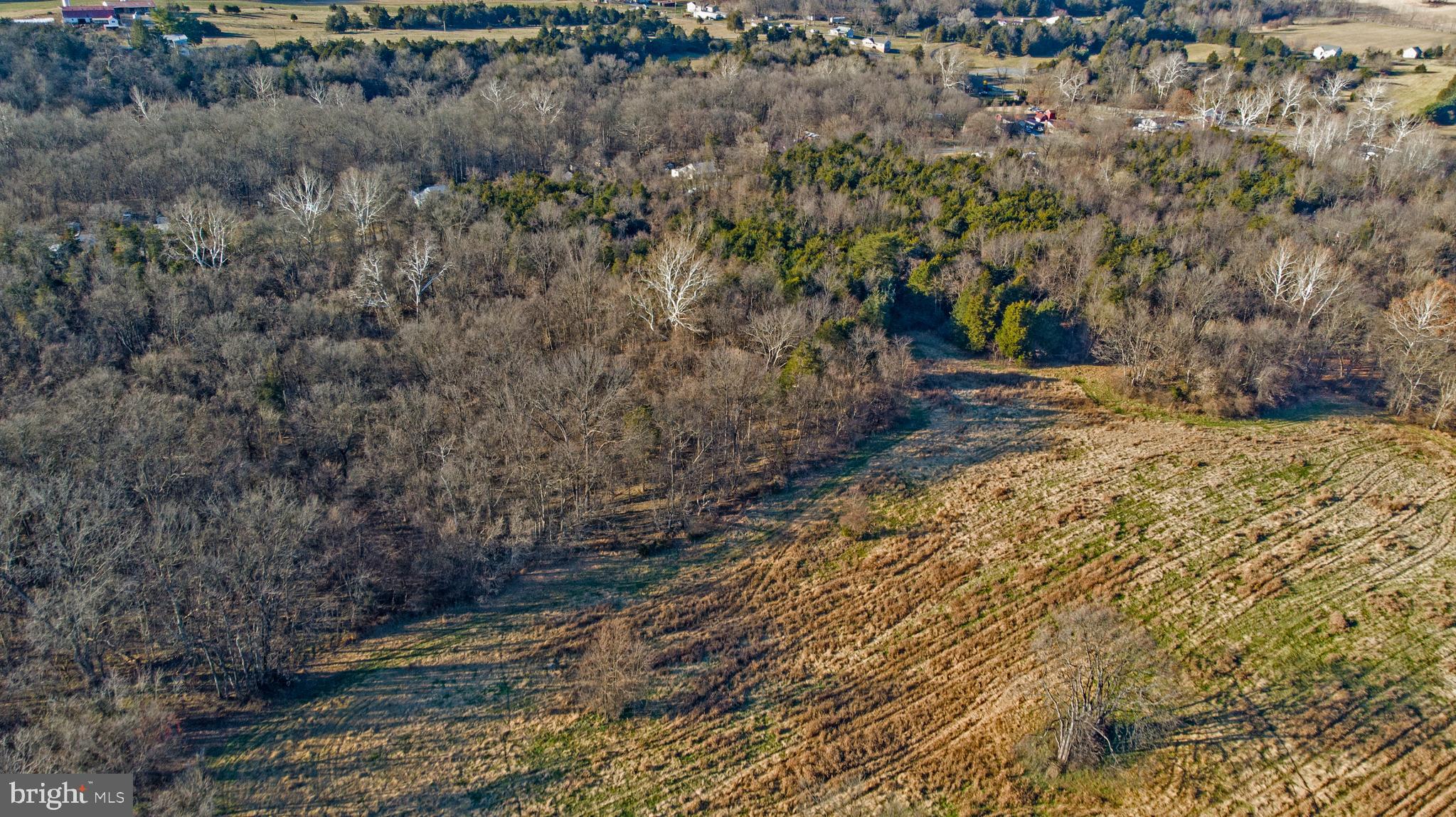 8103 Avis Mill Road Williamsport, MD 21795 - Photo 16 of 34 a view of a yard with trees