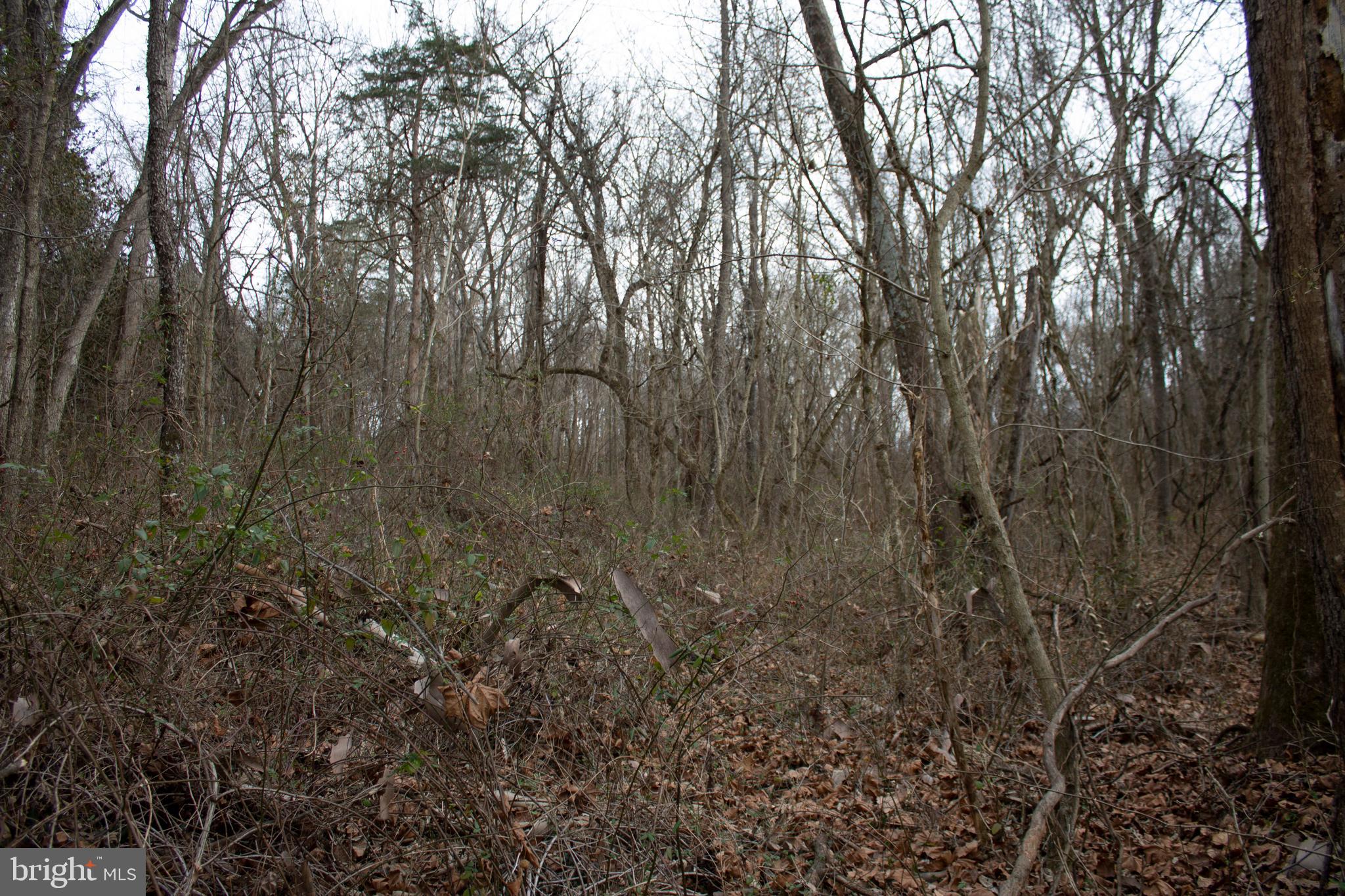 8103 Avis Mill Road Williamsport, MD 21795 - Photo 32 of 34 a view of forest