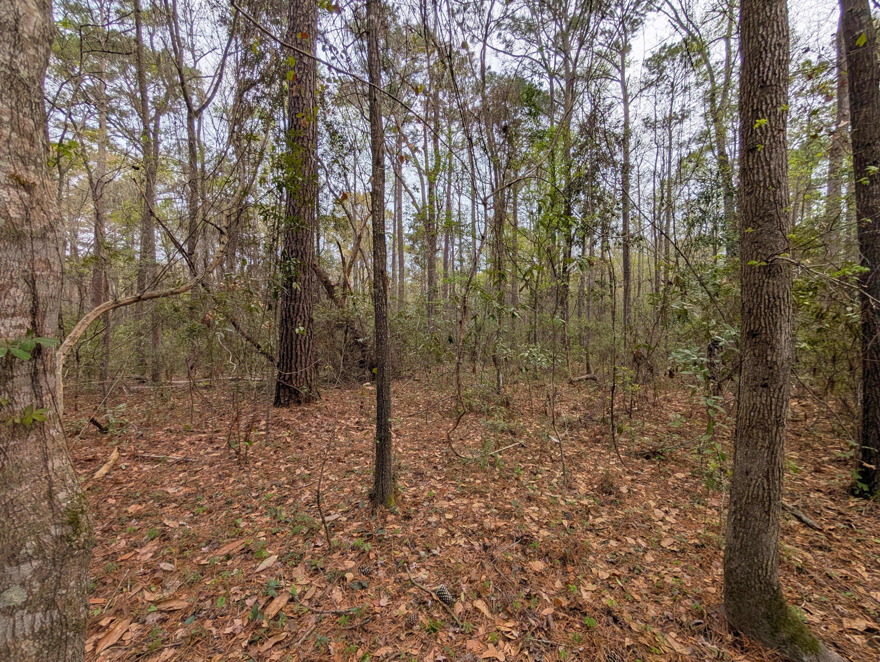 10218 Old Georgetown Road McClellanville, SC 29458 - Photo 5 of 8 4-Lot Interior