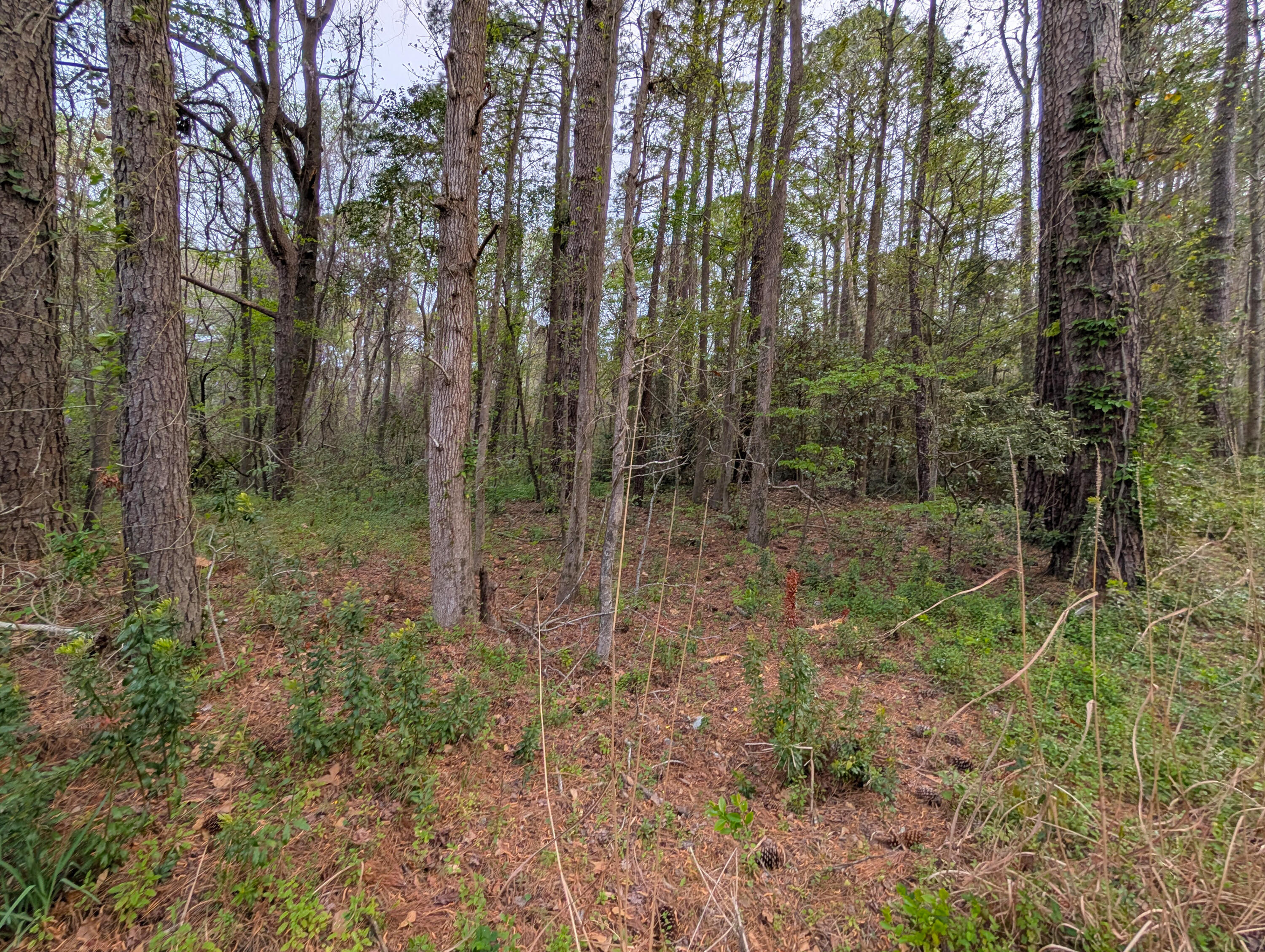 10218 Old Georgetown Road McClellanville, SC 29458 - Photo 6 of 8 3-Lot Interior