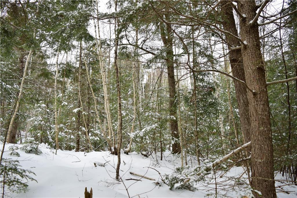 Lot 18 South Road Ellsworth, ME 04605 - Photo 10 of 10 Woods