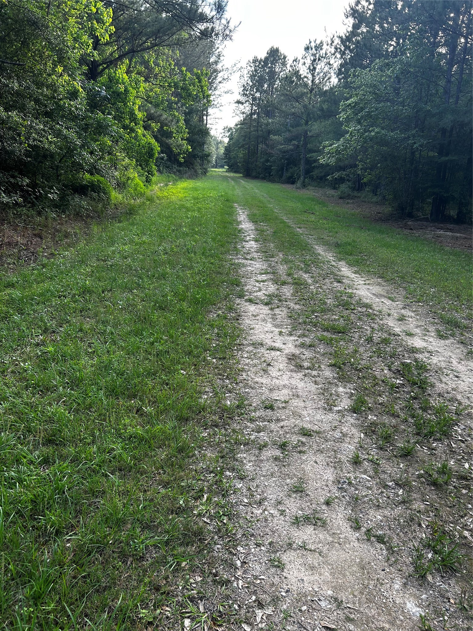 0 County Line Road Shepherd, TX 77371 - Photo 26 of 50