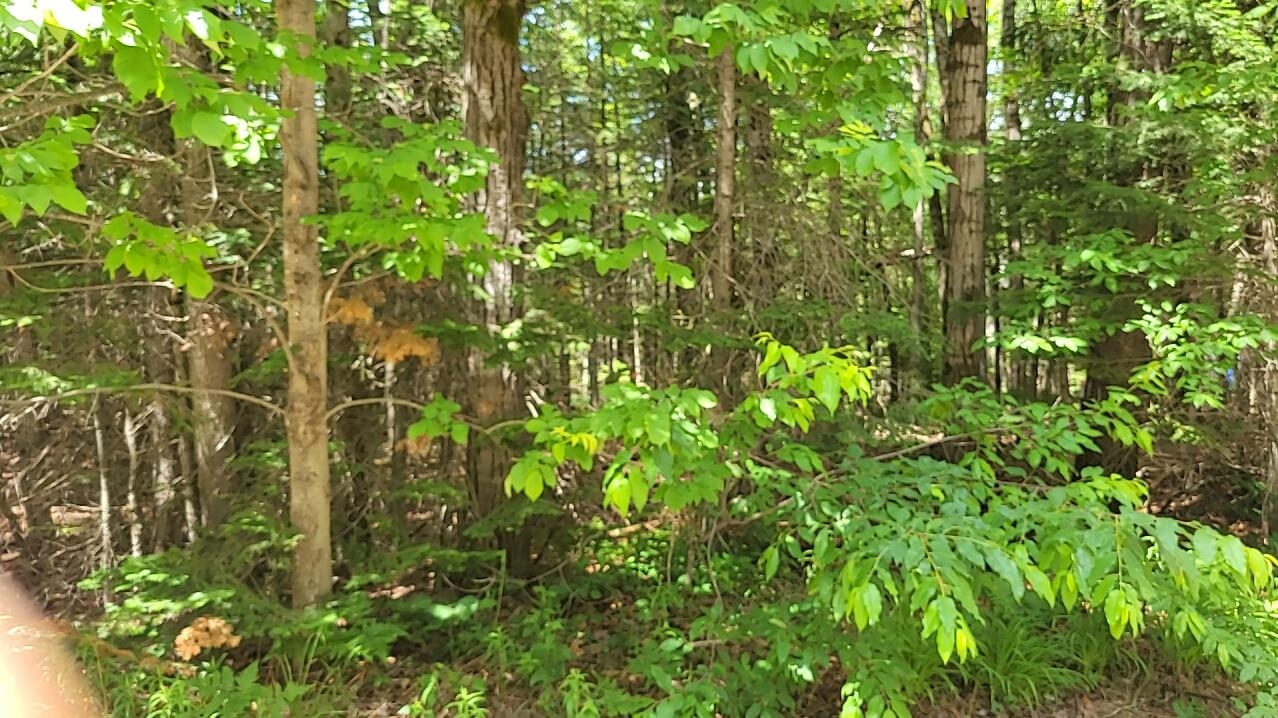 West Batterson Road Frederic, MI 49733 - Photo 4 of 6