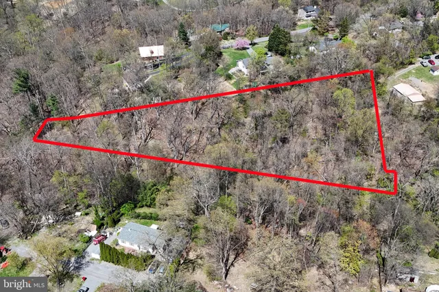 a view of a forest with trees in the background