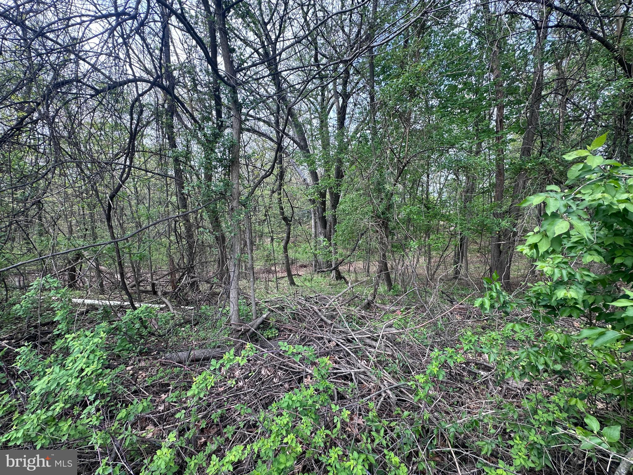 25-27 Broad Lane Falling Waters, WV 25419 - Photo 7 of 8 a view of a forest with trees in the background