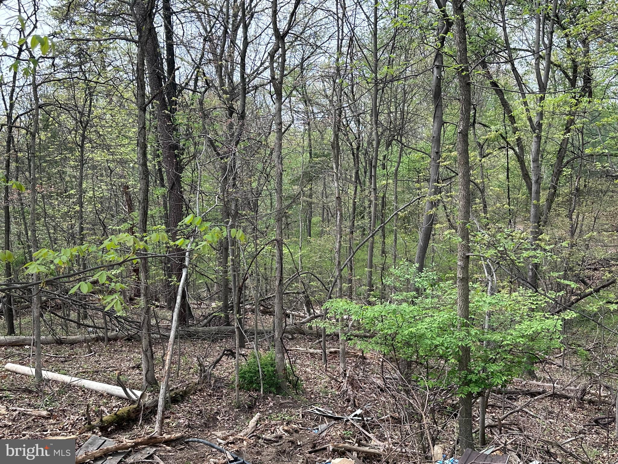25-27 Broad Lane Falling Waters, WV 25419 - Photo 8 of 8 a view of a garden with a tree