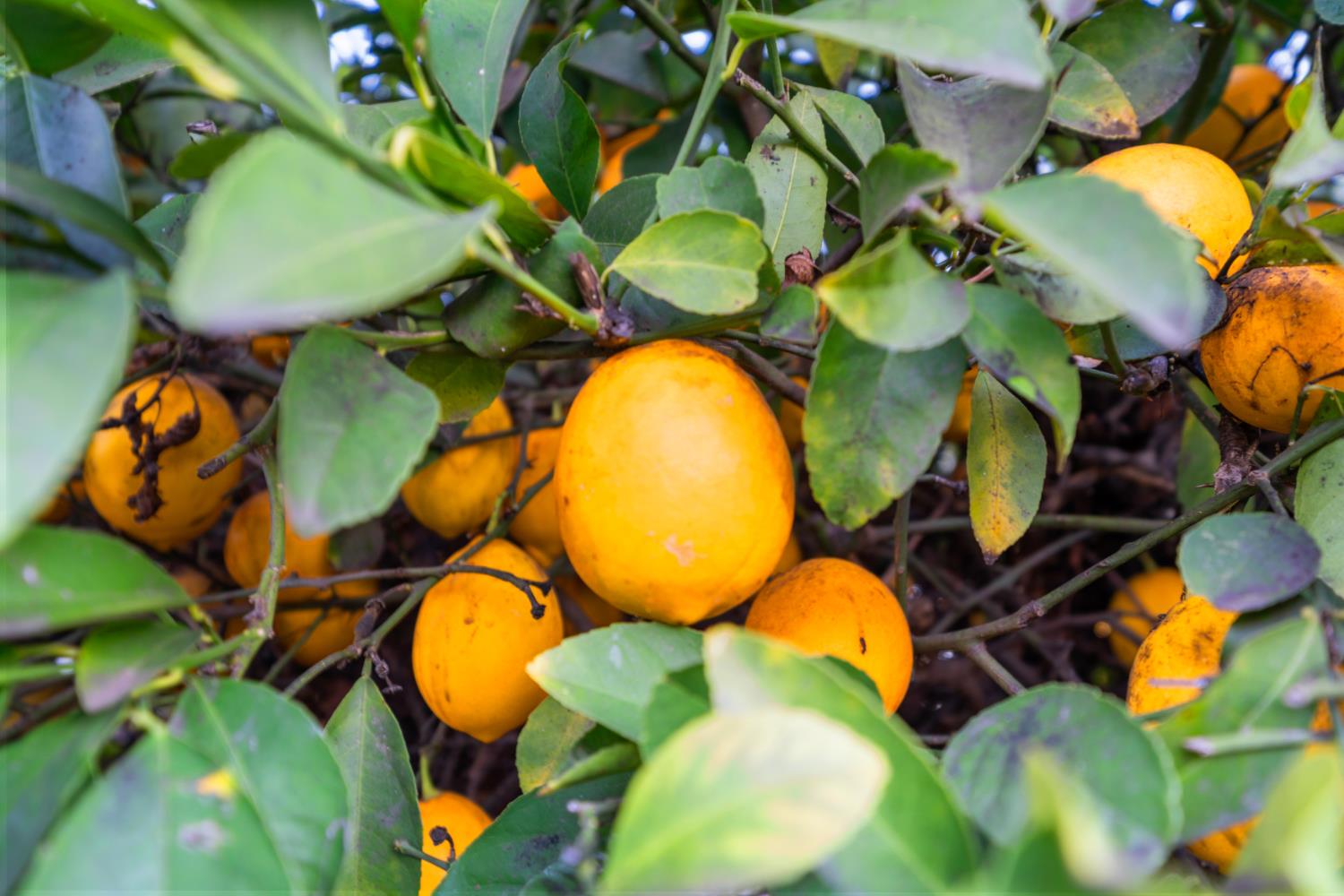 5001 Boyd Drive Carmichael, CA 95608 - Photo 37 of 49