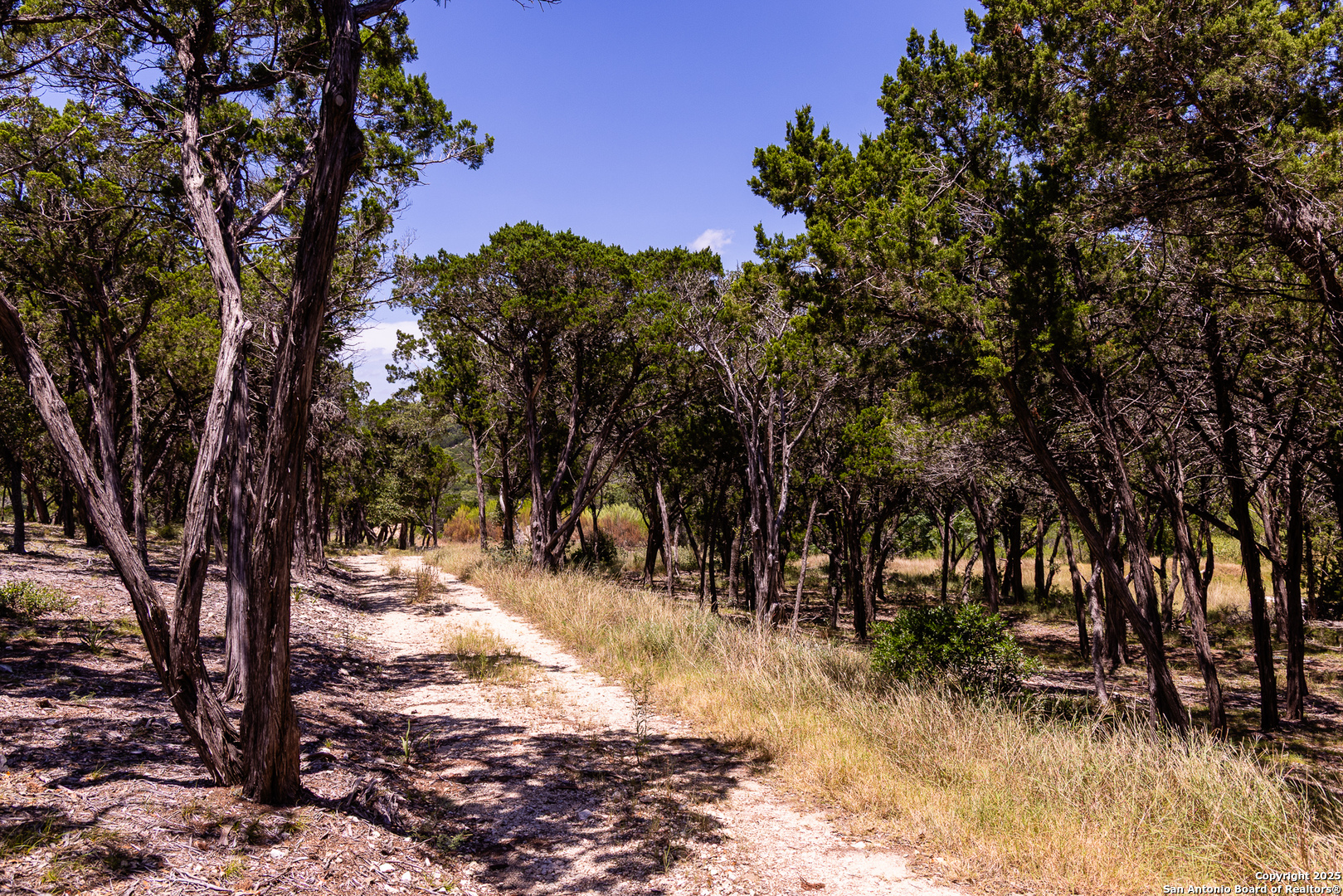 a view of a yard with trees