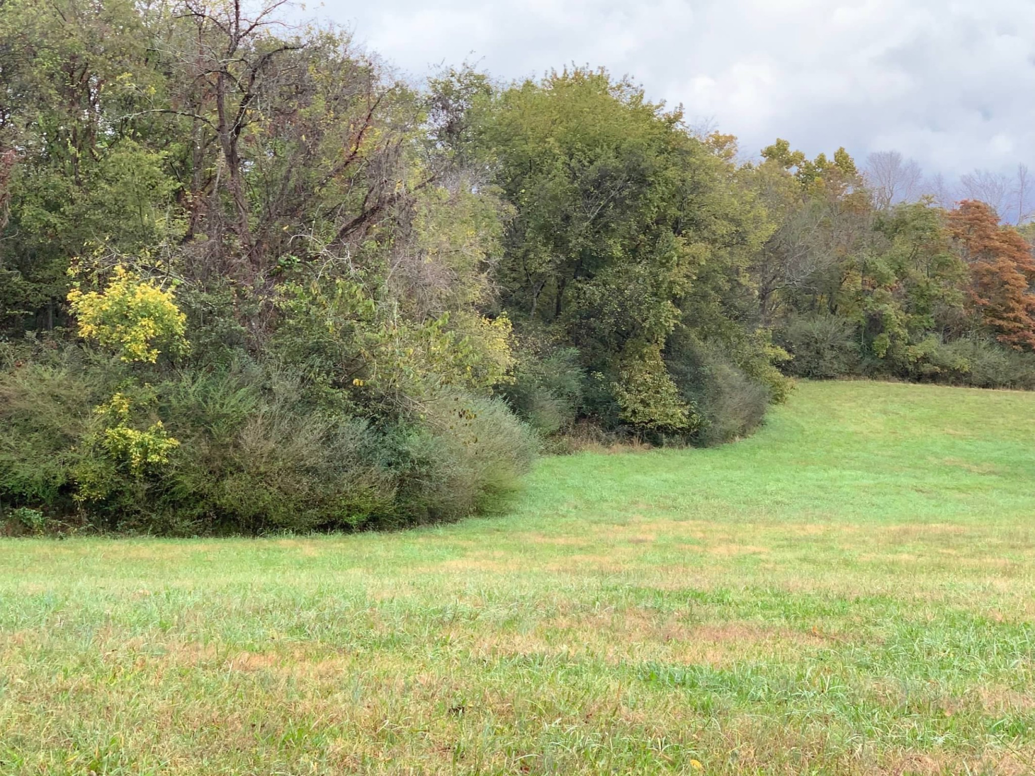 0 Hayes Denton Road Columbia, TN 38401 - Photo 17 of 20 a view of a yard with a tree