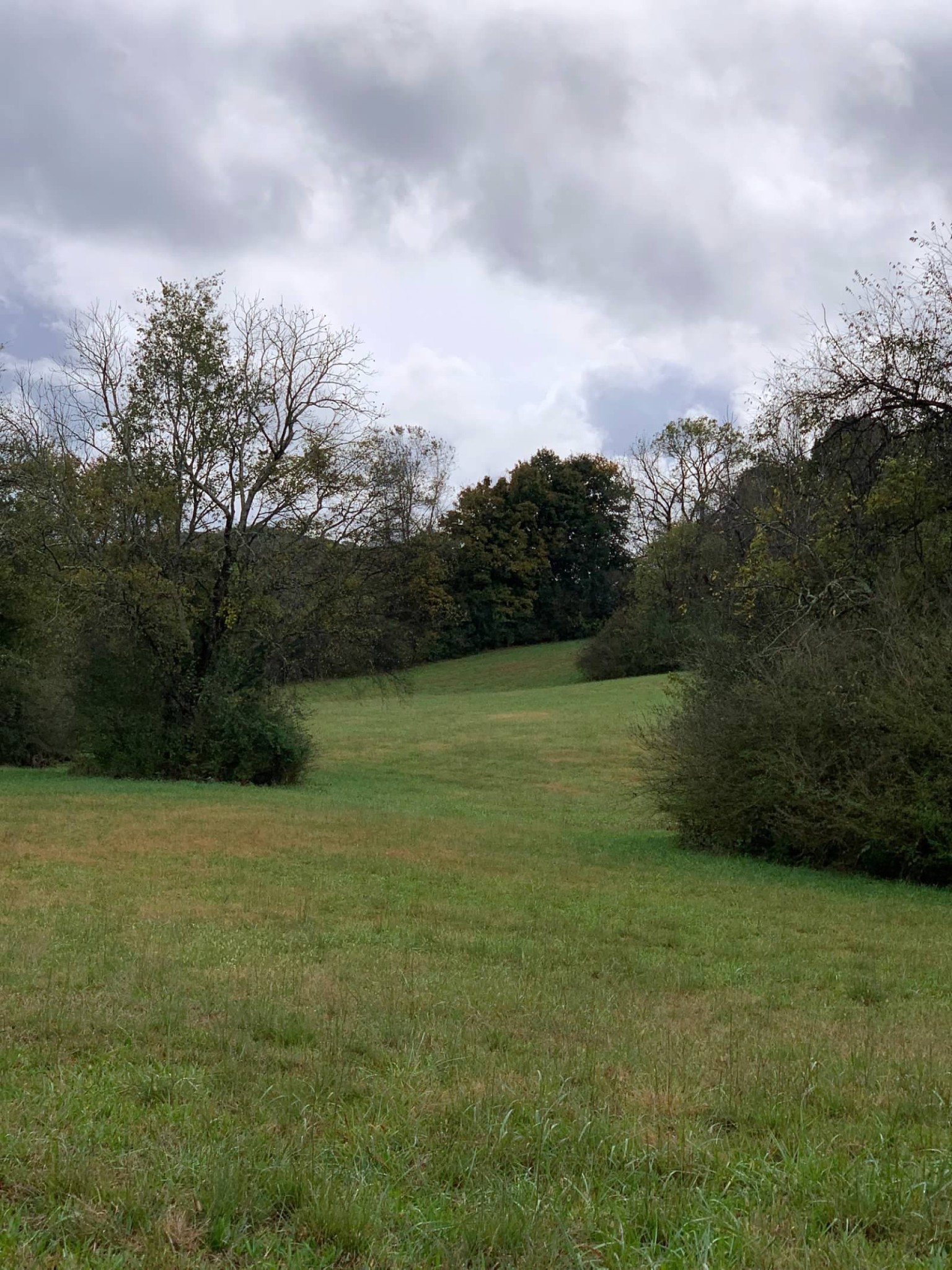 0 Hayes Denton Road Columbia, TN 38401 - Photo 19 of 20 a view of a field with an trees in the background