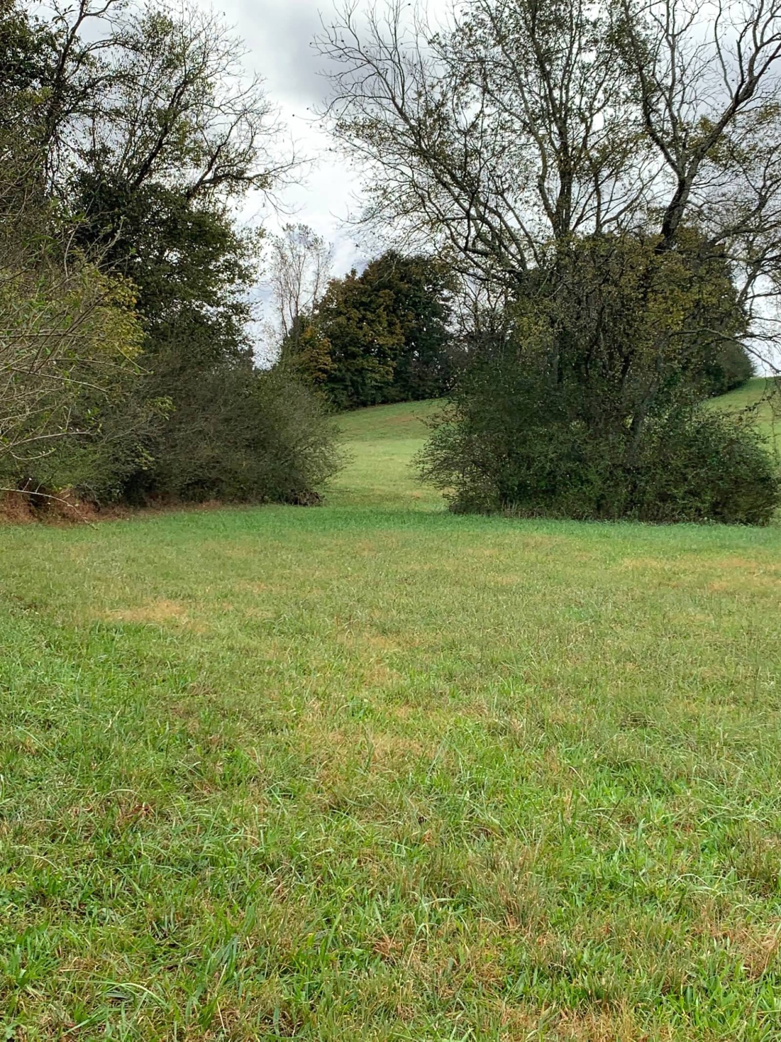 0 Hayes Denton Road Columbia, TN 38401 - Photo 20 of 20 a view of a field with a trees in the background