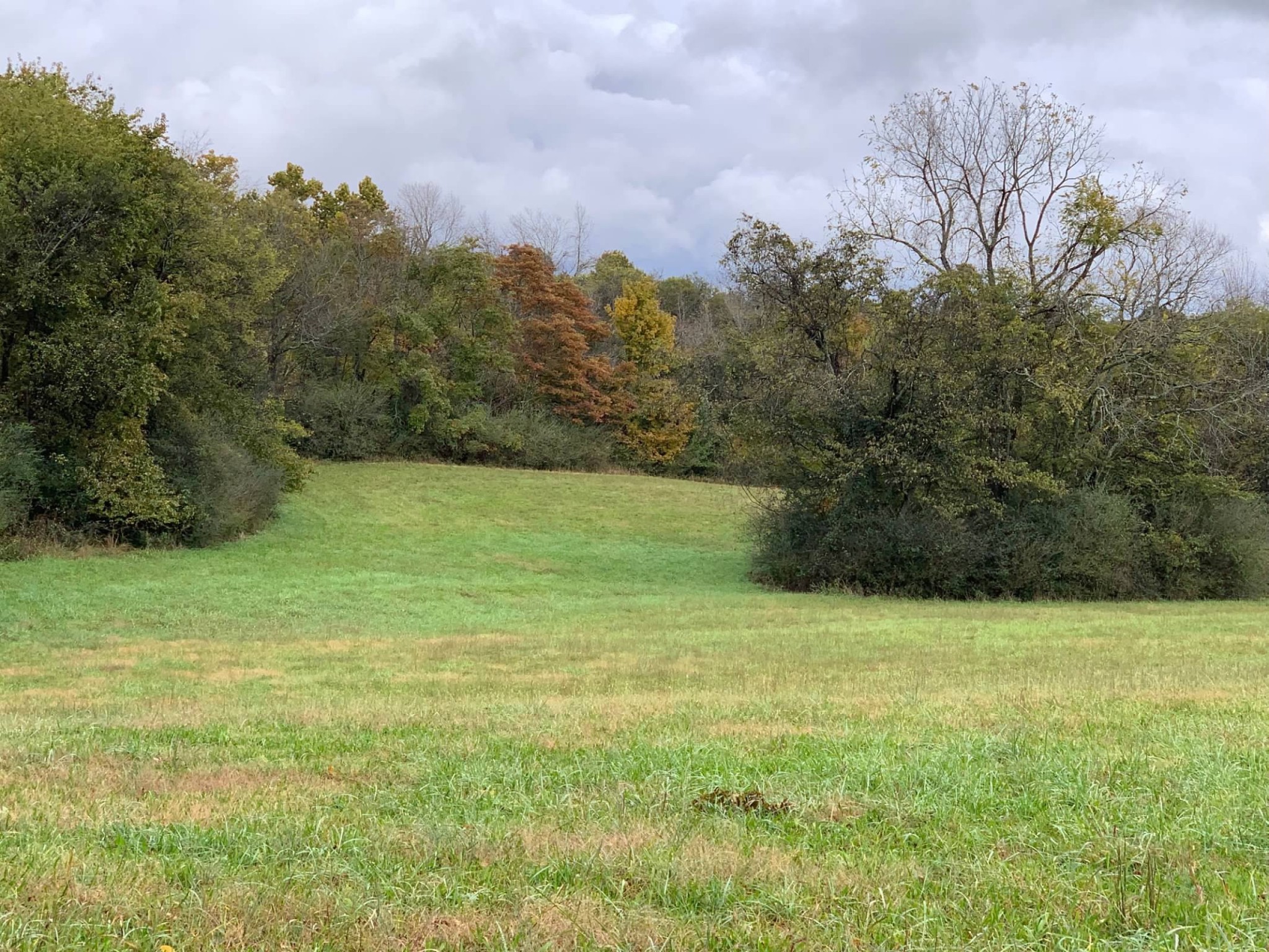 0 Hayes Denton Road Columbia, TN 38401 - Photo 10 of 20 a view of a field with an trees