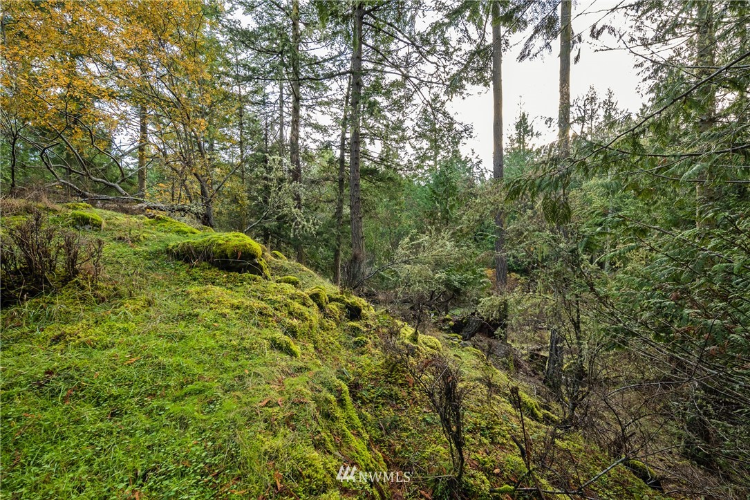 -14xx Neck Point Road Shaw Island, WA 98286 - Photo 8 of 19 a view of a forest with trees