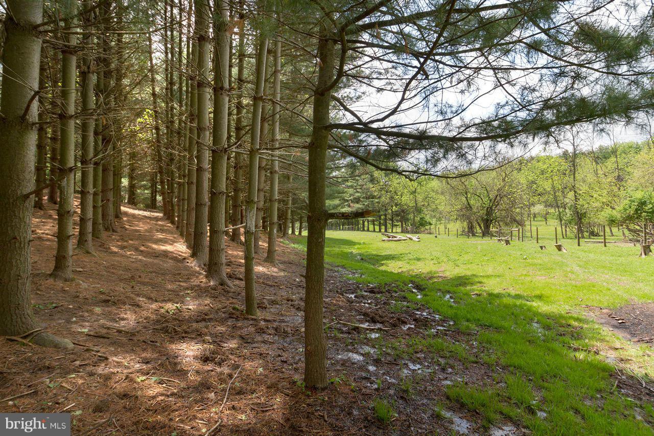 21626 Orwig Road Freeland, MD 21053 - Photo 27 of 30 Pine forest for shade and privacy
