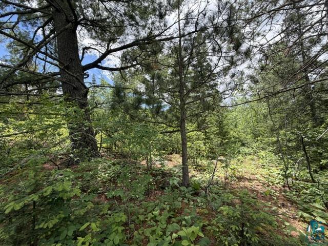 Tbd Trezona Road Ely, MN 55731 - Photo 8 of 22