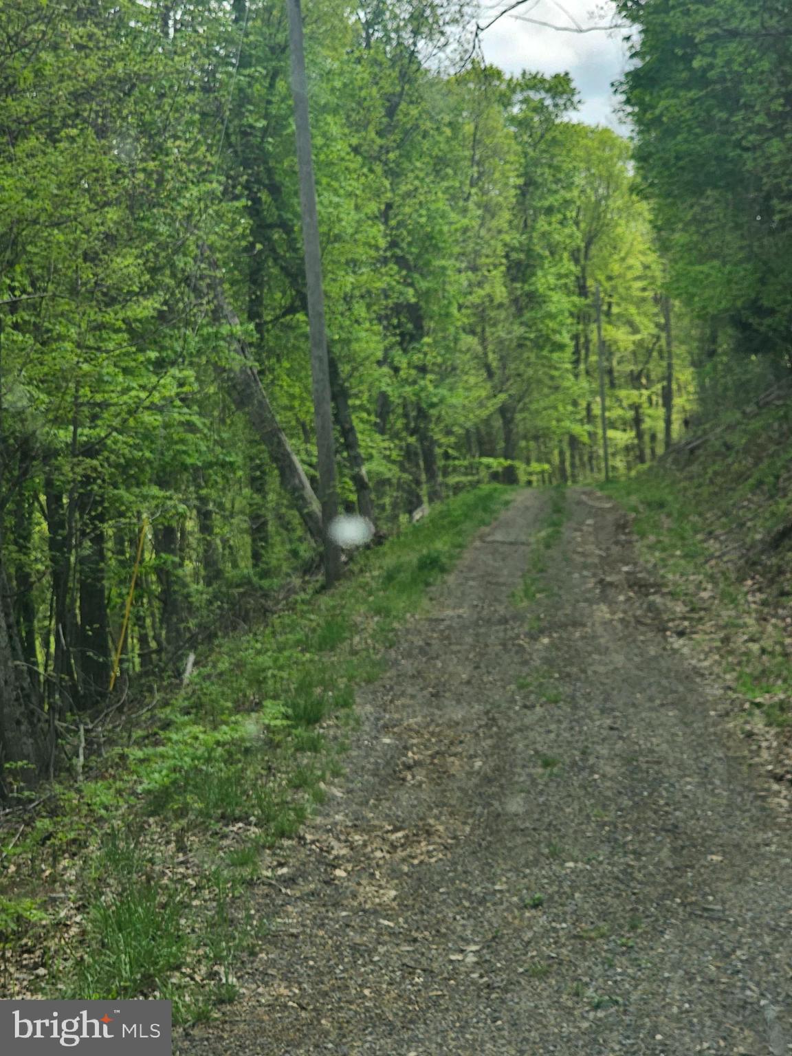High View Road Purgitsville, WV 26852 - Photo 11 of 11 a view of a lush green forest with lots of trees