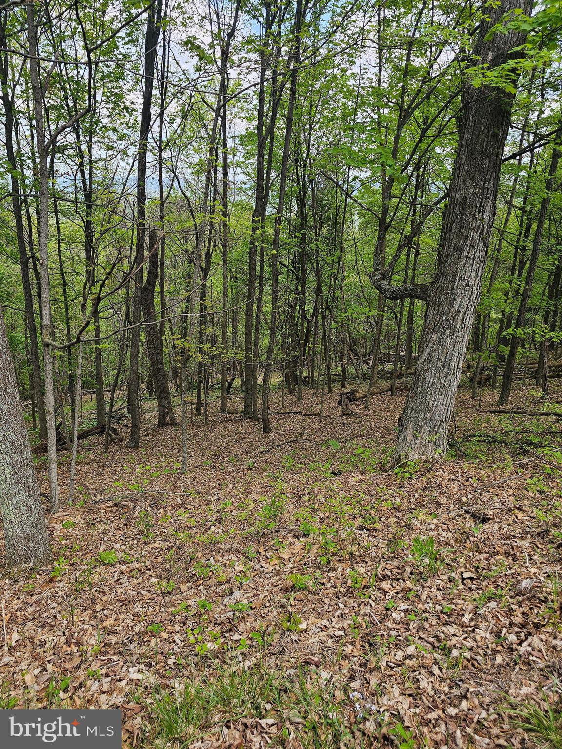 High View Road Purgitsville, WV 26852 - Photo 6 of 11 a view of outdoor space with trees
