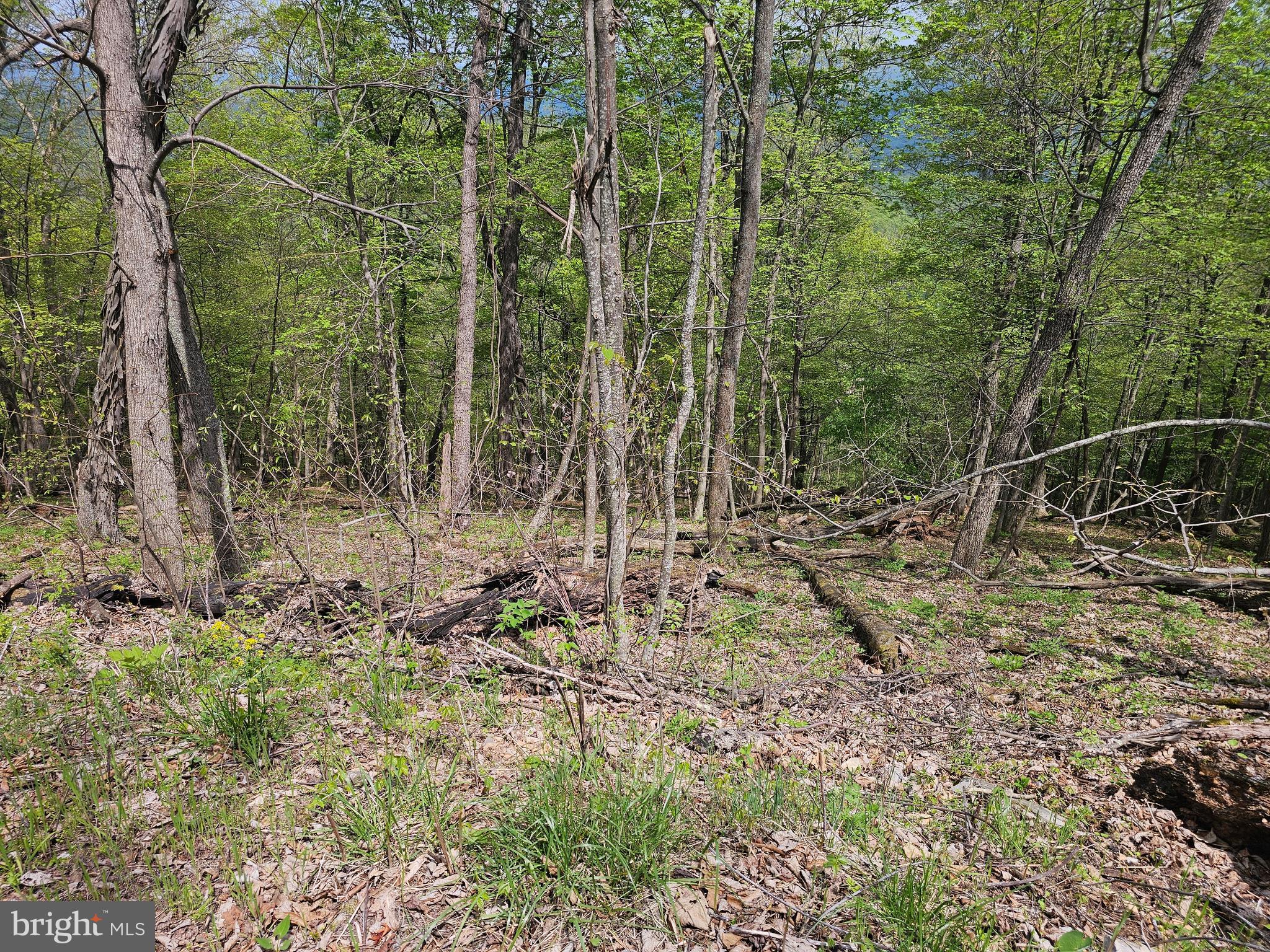 High View Road Purgitsville, WV 26852 - Photo 10 of 11 a view of a forest with trees