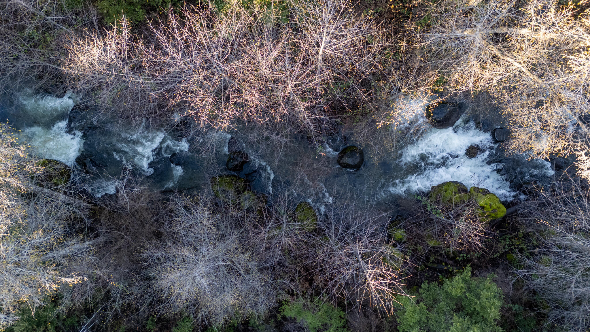 32017 Rock Creek Road Manton, CA 96059 - Photo 56 of 57 a backyard of a house with lots of plants and trees