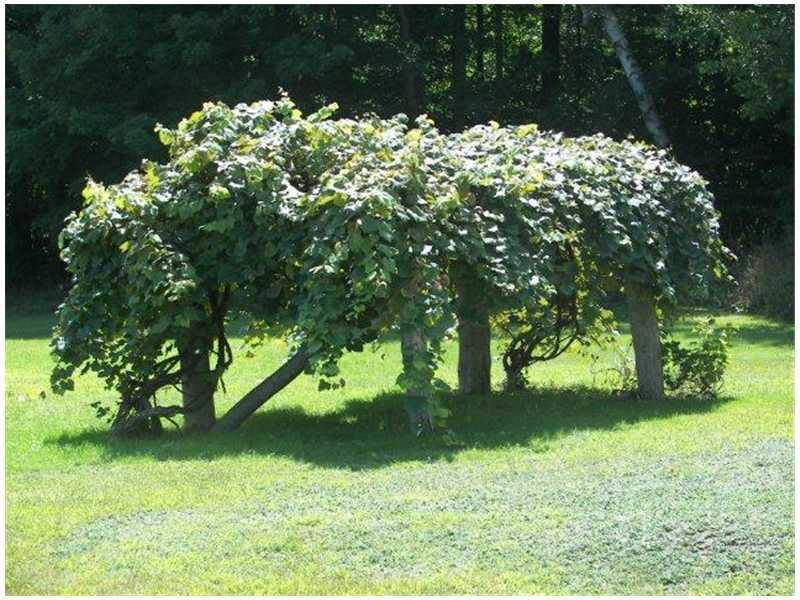 313 Old Lewiston Road Winthrop, ME 04364 - Photo 35 of 35 Yard/Garden. Bountiful grape arbor!