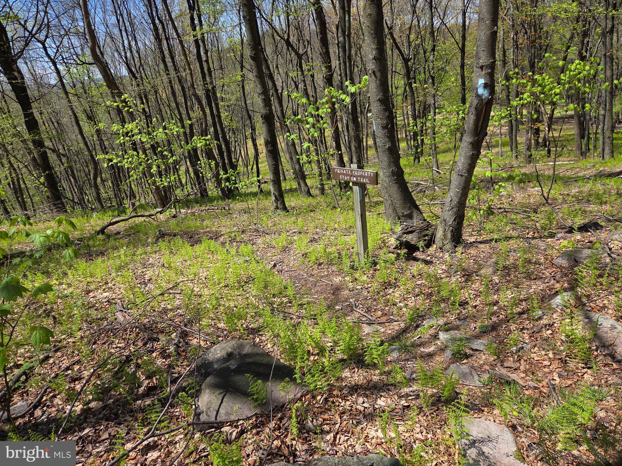 0 McCabe Road Landisburg, PA 17040 - Photo 4 of 11 Serene woodland path beckons adventurers.