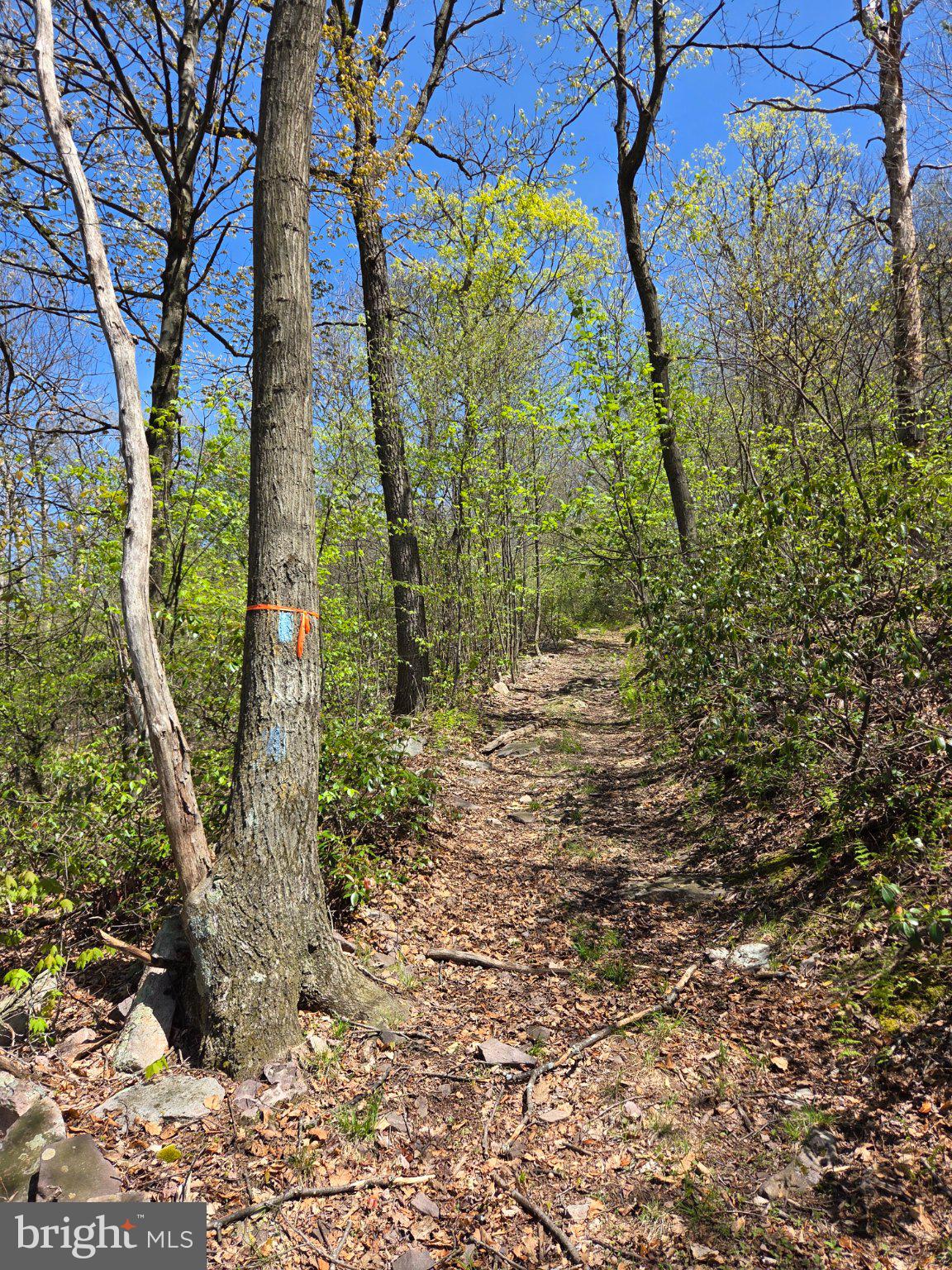 0 McCabe Road Landisburg, PA 17040 - Photo 5 of 11 Serene forest trail beckons adventurers.