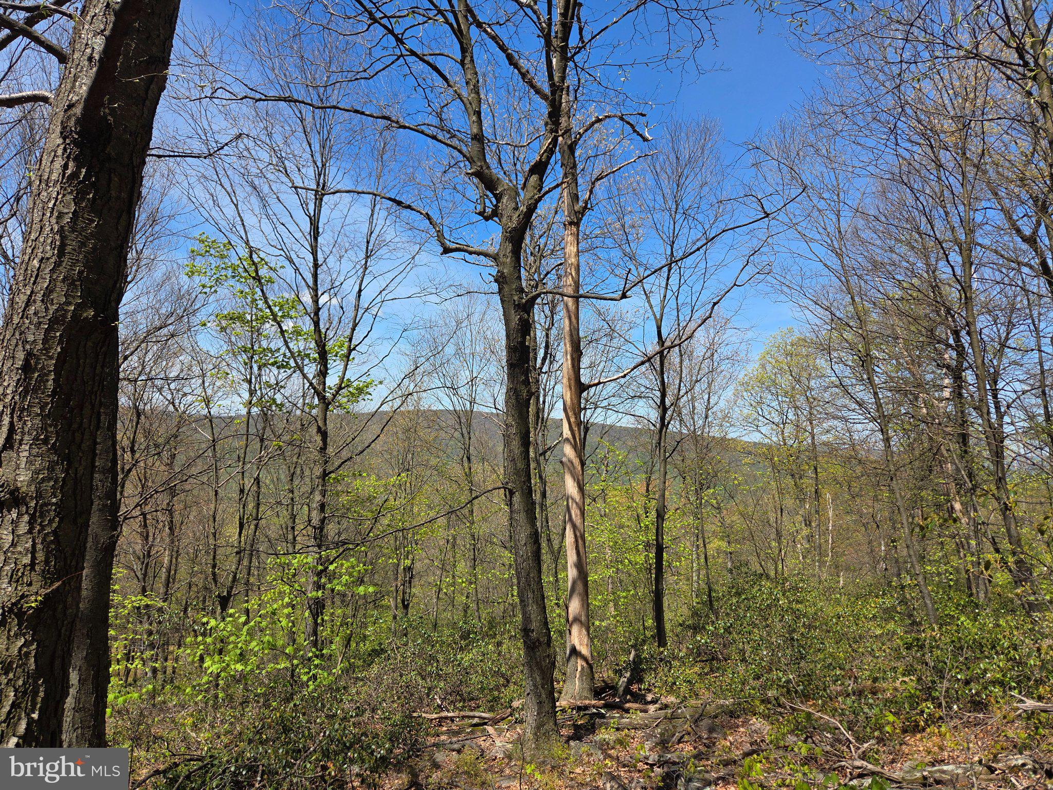 0 McCabe Road Landisburg, PA 17040 - Photo 6 of 11 Serene woodland under a clear sky.