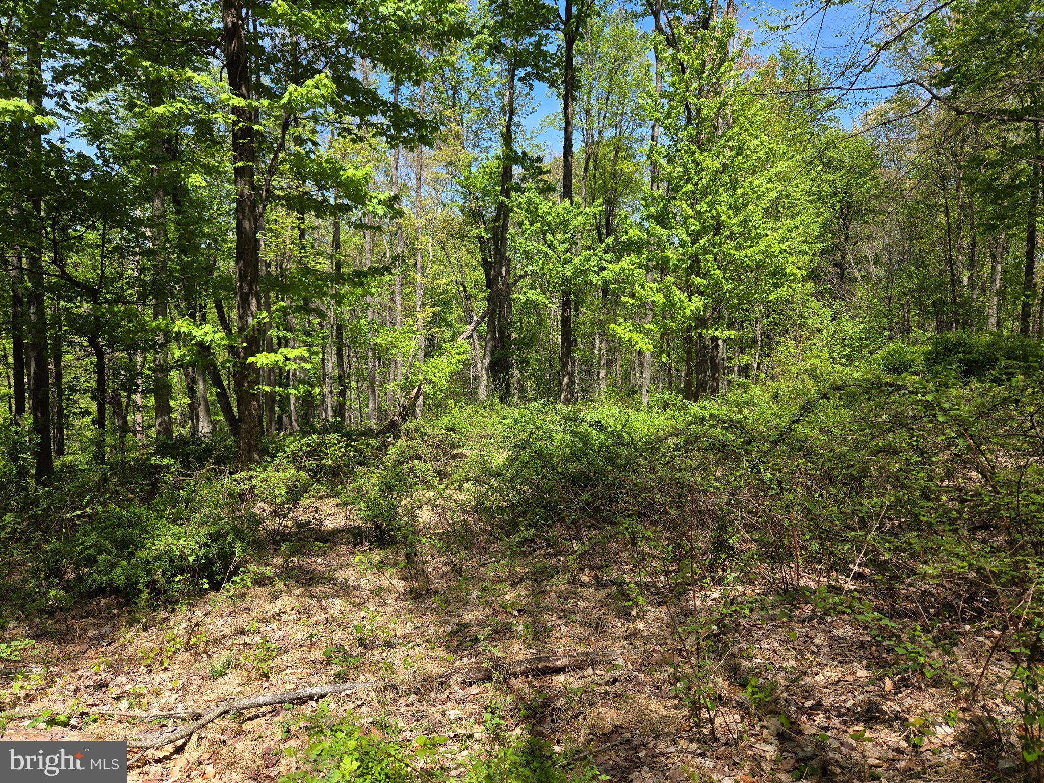 0 McCabe Road Landisburg, PA 17040 - Photo 9 of 11 Lush greenery in a tranquil forest.